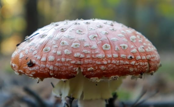 Red fly agaric or toadstool in the grass. Amanita muscaria. Toxic and poisonous mushroom muscimol. The photo was taken against the background of a natural forest. Forest mushrooms