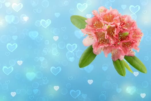 Happy Valentine or Mothers Day card template. 3D illustration of a light pink flower rhododendron, azalee over abstract blue background with hearts. Space for text design.