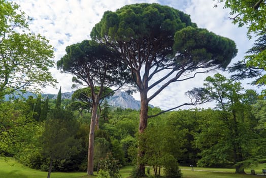 Italian pine trees on the background of Ai - Petri mountain.Vorontsov Castle. Crimea