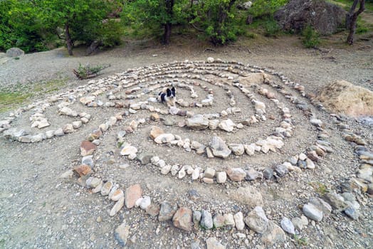 A border collie dog lies in the middle of a stone maze