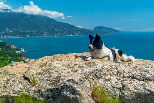 The dog is lying smiling on a large stone against the background of the sea