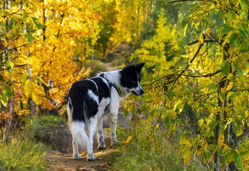 The dog looks around on a walk in the autumn forest . Leningrad region, Vsevolozhsk.