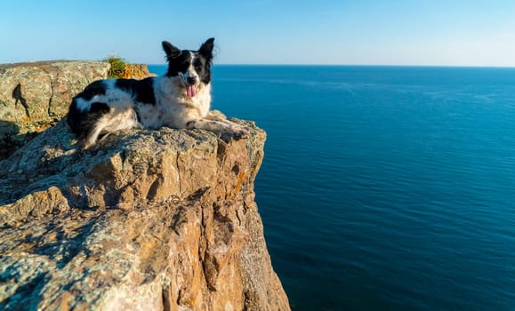 A black-and-white dog lies with its paw tucked up on the edge of a rocky sea shore.