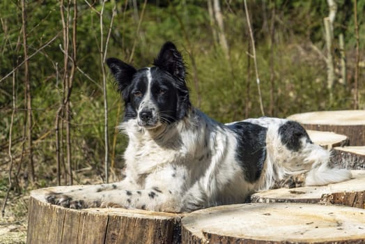 A black-and-white dog lies with its paw tucked up on wooden sections of stumps .