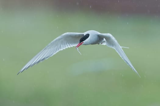 Arctic tern, Sterna paradisaea, in flight with a fish in the beak. Icelandic seabird of the tern family Sternidae. Bird breeding sub-Arctic regions. Flying tern with blurred green background in rain.