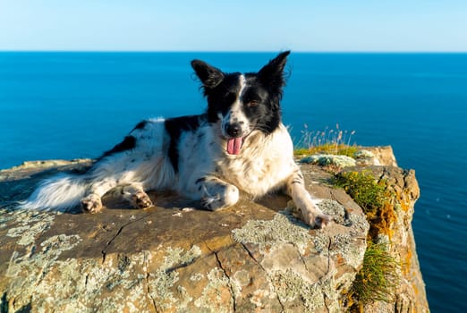 A black-and-white dog lies with its paw tucked up on the edge of a rocky sea shore.