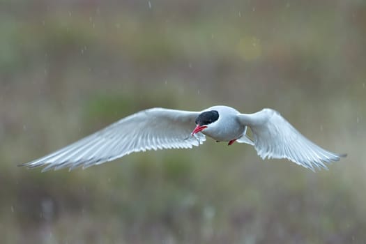Arctic tern, Sterna paradisaea, in flight with a fish in the beak. Icelandic seabird of the tern family Sternidae. Bird breeding sub-Arctic regions. Flying tern with blurred green background in rain.