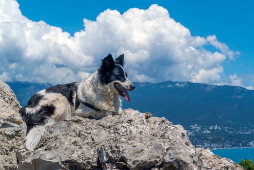 The dog is lying on a large stone against the background of mountains and white clouds