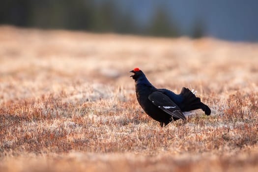 Male black grouse lekking and displaying on meadow in spring mating season. Wild bird with dark feathers and red eyebrow on a dry grass in mountains with copy space. Animal wildlife in nature.