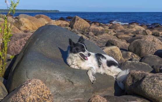 The dog is lying on large rocks on the shore of Lake Ladoga. Leningrad region, Vidlitsa.