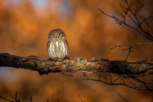 Eurasian pygmy owl, glaucidium passerinum, sitting on a branch in autumn forest at sunset. Small bird of prey looking into the camera with yellow eyes with copy space.