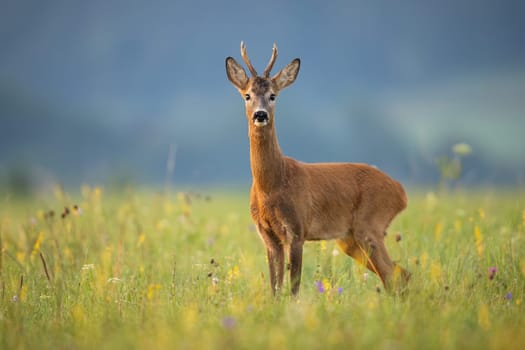 Alert roe deer, capreolus capreolus, buck looking into camera on a summer meadow with wildflowers. Wild mammal with orange fur and antlers standing in green grass and observing.