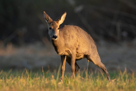 Roe deer, capreolus capreolus, doe urinating on a meadow in spring nature. Wild mammal peeing on a grass sunlit by morning sun. Tranquil scenery with animal wildlife in nature.