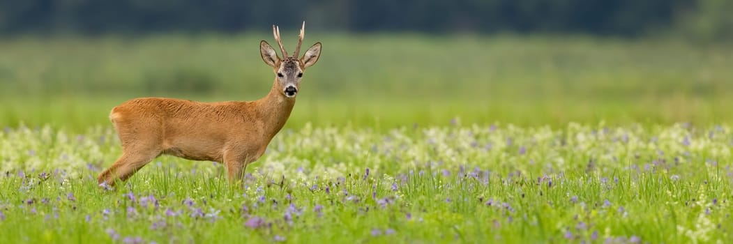Panoramic view of roe deer, capreolus capreolus, buck standing on a blooming summer meadow with copy space. Male mammal with antlers looking into camera.
