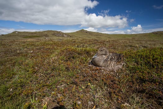 Common Eider, Somateria mollissima, brooding on its eggs. Camouflaged duck sitting hidde on nest on the ground in summer Iclandic nature.