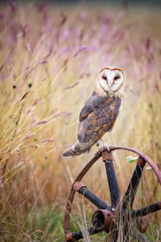 Wise barn owl, tyto alba, sitting on a carriage wheel in urban natural environment with blooming flowers in background. Vertical front view of a bird with copy space. Animal wildlife in summer nature.