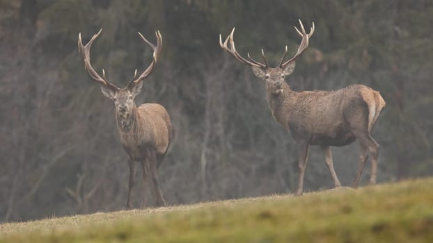 Two red deer, cervus elaphus, stags standing on a meadow covered by fog in autumn nature. Group of mammals with antlers on a field with green grass looking into camera. Animal wildlife.