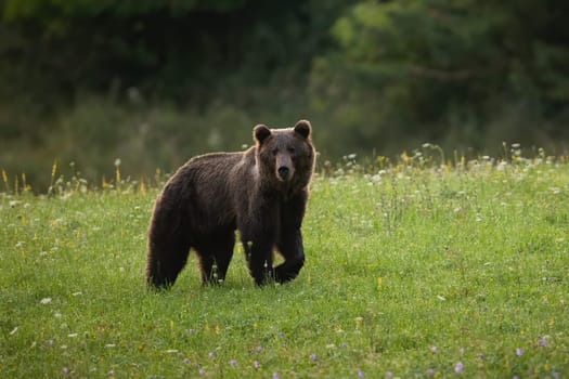 Alert brown bear, ursus arctos, walking on a green meadow with blossoming flowers in summer nature. Attentive wild mammal with long hair looking into the camera with copy space. Animal wildlife.