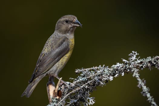 Female red crossbill, loxia curvirostra, sitting on a lichen covered twig in summer forest. Small songbird with massive beak and yellow feathers perched on a branch. Animal wildlife in nature.