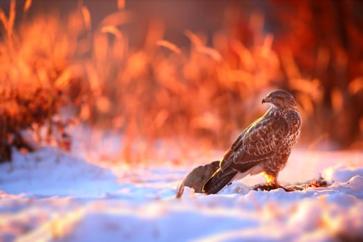 Wild common buzzard, buteo buteo, sitting on the snow in winter illuminated by morning sun. Bird of prey looking back in a sunlit nature scenery. Animal wildlife in cold weather.