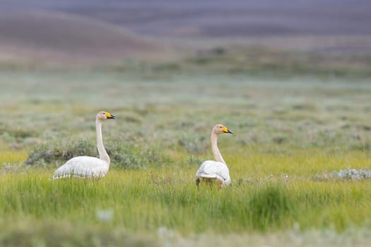 Whooper swans Cygnus cygnus on nordic land in summer. Icelandic nature. Two white birds on grass.