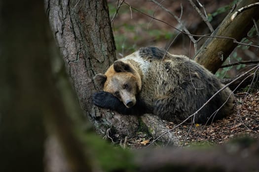 Cute brown bear, ursus arctos, sleeping on the ground near a large tree in autumn forest. Wild mammal lying down and looking into camera with curiosity. Animal wildlife denning in nature.