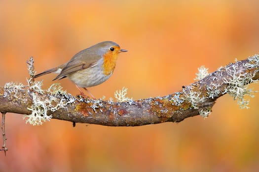Tiny european robin, erithacus rubecula, sitting on a branch covered by lichen in autumn nature. Small bird resting on a twig with blurred orange background. Animal wildlife on a tree in the morning.