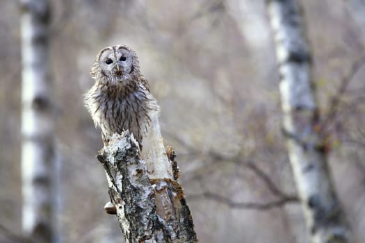 Alert tawny owl, strix aluco, sitting on a birch stump and looking into camera with copy space. Attentive wild bird resting on tree from front view. Animal wildlife resting in forest.