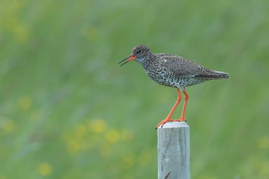 Common redshank, Tringa totanus, with blurred background. Wader bird breedin in grassland of marshes and wetlands. Animal of Iceland.
