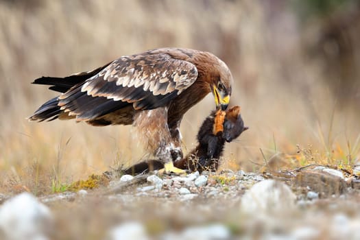 Strong eastern imperial eagle, aquila heliaca, feeding on a dead marten on a meadow in winter. Deadly bird of prey devouring small mammal from side view. Animal wildlife in nature.