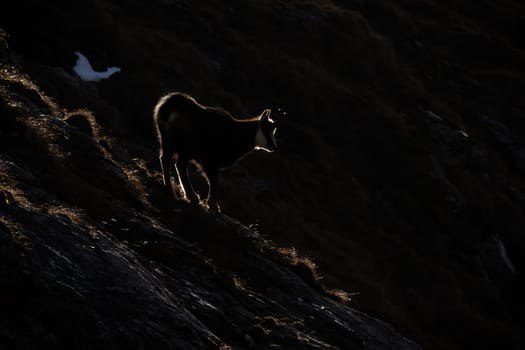 Mysterious tatra chamois, rupicapra rupicapra tatrica, walking on a horizon hidden in shadow. Wild mammal in mountains backlit by morning sun. Silhouette of animal wildlife in nature with copy space.