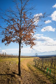 vineyard and tree in winter in burgenland