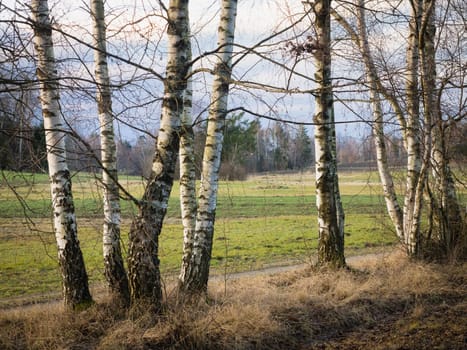 birch trees at waldviertel austria