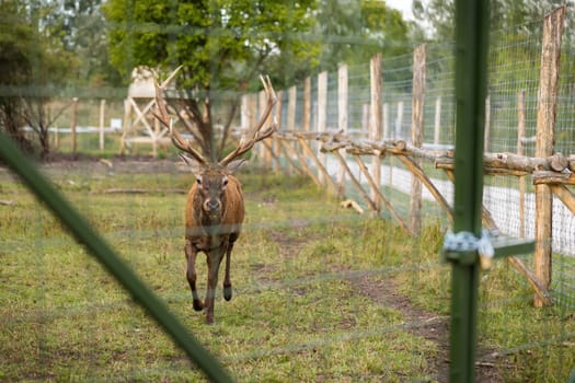 Imprisoned red deer, cervus elaphus, stag running closer behind a fence. Captive mammal with large antlers coming closer from front view. Animal in game reserve.