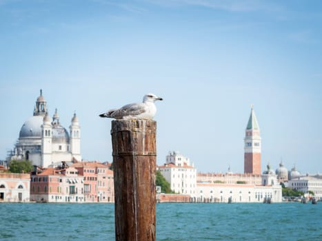 A seagull in front of the Venice lagoon with st Marc's square and the Doge's palace blurry in the background