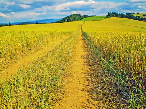 Country Road in Grain Field