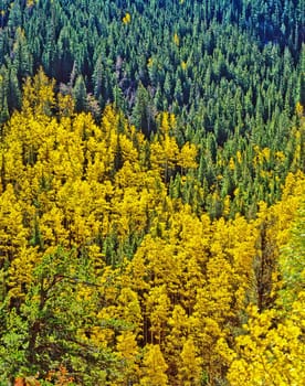 Autumn Forest in Colorado Rockies