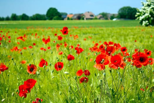 in the meadow - wild poppy flowers - soft focus