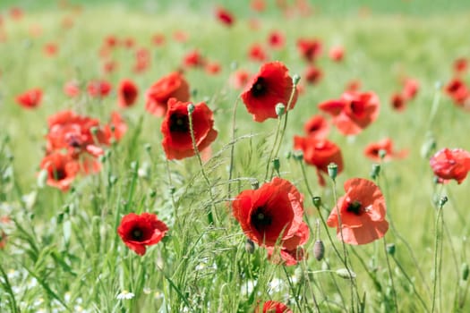 in the meadow - wild poppy flowers - soft focus
