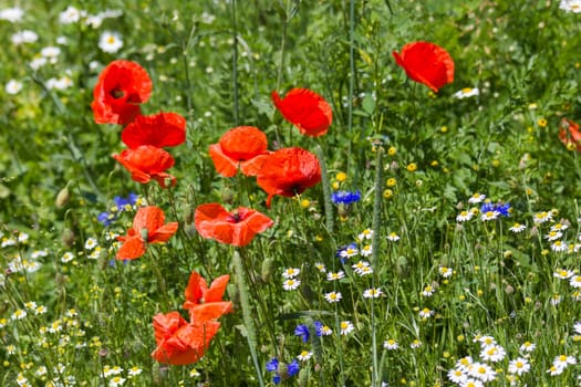in the meadow - wild flowers - poppies, chamomiles, cornflowers