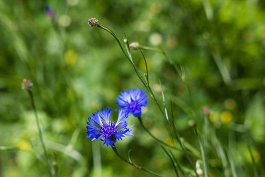 in the meadow - cornflowers - soft focus