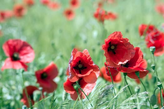 in the meadow - wild poppy flowers - soft focus