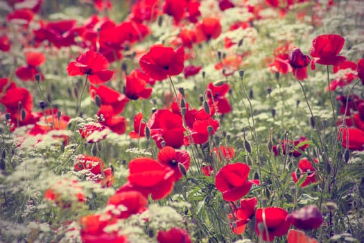 red poppies