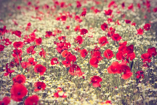 wild poppy flowers - poppies and chamomiles, soft focus
