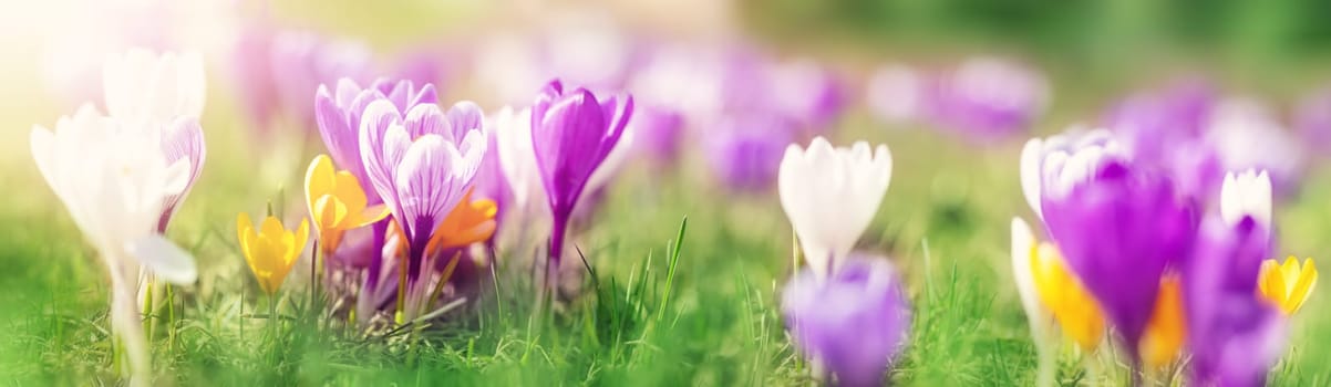 Closeup panoramic view of the spring flowers in the park. Crocus blossom on beautiful morning with sunlight in the forest in april