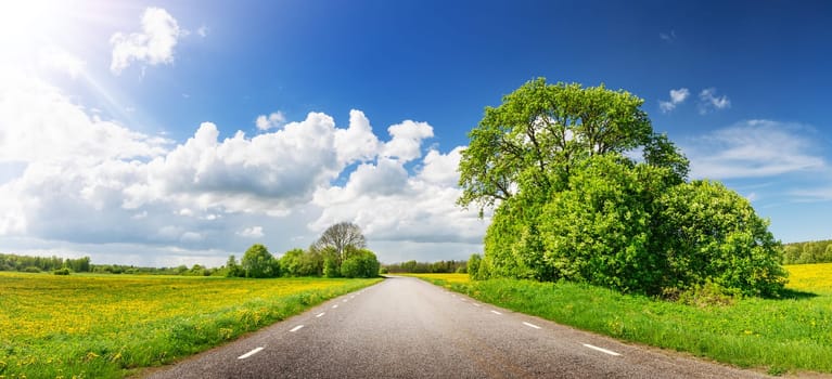View of the asphalt road with beautiful trees and with field of fresh green grass and dandelions. Beautiful background of the natural park in countryside.