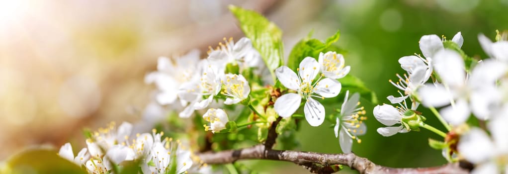 Blurred cherry tree background in bloom. Twig of plum spring flowers on beautiful sunny day. Fresh foliage in springtime in may