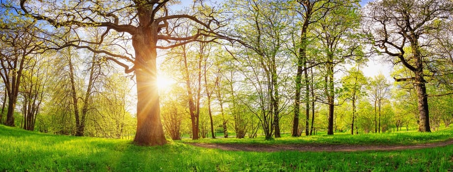 Beautiful panorama of the spring forest in the morning. Trees with fresh foliage and green grass in the sunny natural park.