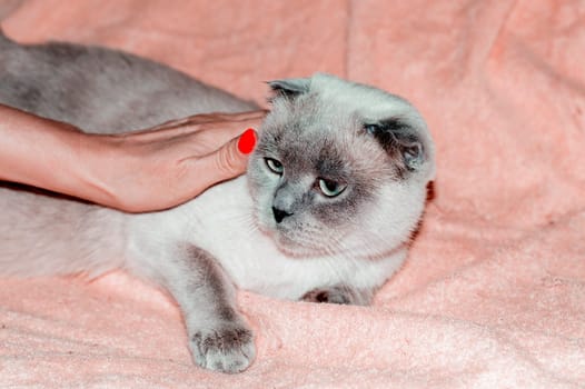A hand strokes white Scotish-fold blue-point cat on the bed, cats, kittens and cats in the house, pets their photos and their lives