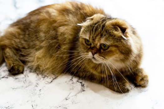 beautiful close-up of a golden longhair chinchilla cat on a marble background, the theme of cats, kittens and cats in the house, pets their photos and their lives